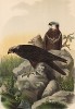 Болотные луни в 1/3 натуральной величины (лист X красивой работы Оскара фон Ризенталя "Хищные птицы Германии...", изданной в Касселе в 1894 году)