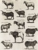 Овцы и бараны. Encyclopaedia Britannica, л.DX. Лондон, 1795
