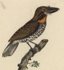 Пёстрый дятел (лист из альбома литографий "Галерея птиц... королевского сада", изданного в Париже в 1822 году)