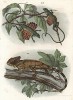 Драконы (Draco viridis) из Юго-Восточной Азии (вверху) и ящерица Chameleopsis Hernandesii (лат.), или мексиканский хамелеон (из Naturgeschichte der Amphibien in ihren Sämmtlichen hauptformen. Вена. 1864 год)