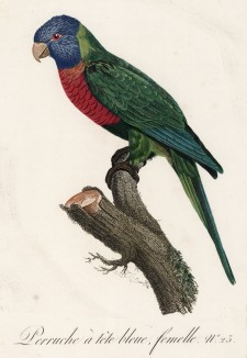 Самка синеголового ожерелового попугая (лист 25 иллюстраций к первому тому Histoire naturelle des perroquets Франсуа Левальяна. Изображения попугаев из этой работы считаются одними из красивейших в истории. Париж. 1801 год)