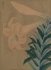 Лилия золотистая. Lilium auratum (лат.). Французская ксилография 1900-х гг.