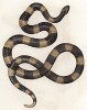 Угрожающий змей Aspidocollonion annulare (лат.) (из Naturgeschichte der Amphibien in ihren Sämmtlichen hauptformen. Вена. 1864 год)