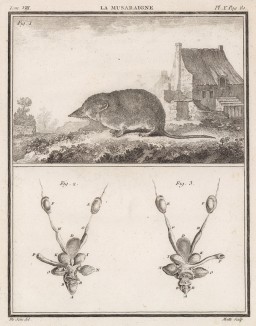 Землеройка, интегрированная в деревенский пейзаж (вверху), а также её внутреннее устройство (лист X иллюстраций к восьмому тому знаменитой "Естественной истории" графа де Бюффона, изданному в Париже в 1760 году)