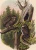 Филин и совка в 1/2 натуральной величины (лист LIII красивой работы Оскара фон Ризенталя "Хищные птицы Германии...", изданной в Касселе в 1894 году)