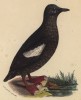 Кайра (лист из альбома литографий "Галерея птиц... королевского сада", изданного в Париже в 1825 году)