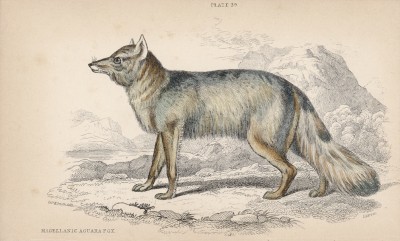 Магелланова собака, или патагонийская лисица (Cerdocyon Magellanicus (лат.)) (лист 30 тома IV "Библиотеки натуралиста" Вильяма Жардина, изданного в Эдинбурге в 1839 году)