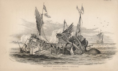 Нападение гигантского кальмара (Pontoppidon (лат.)) на китайское судно (лист 30 тома VI "Библиотеки натуралиста" Вильяма Жардина, изданного в Эдинбурге в 1843 году)