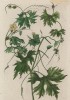 Момордика (Momordica (лат.)) — род растений семейства тыквенные, включающий 45 видов однолетних или многолетних лиан, растущих в тропических областях Азии, Африки и Австралии (лист 539а "Гербария" Элизабет Блеквелл, изданного в Нюрнберге в 1760 году)