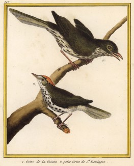 Дрозды, обитающие в Южной Америке (из Table des Planches Enluminées d'Histoire Naturelle de M. D'Aubenton (фр.). Утрехт. 1783 год (лист 398))