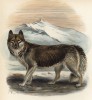 Собака эскимосская (лист XXXVIII иллюстраций к известной работе Джорджа Миварта "Семейство волчьих". Лондон. 1890 год)
