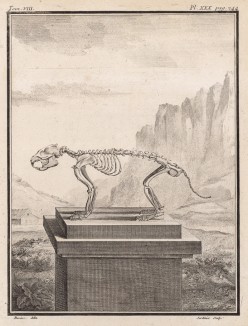 Скелет (лист XXX иллюстраций к седьмому тому знаменитой "Естественной истории" графа де Бюффона, изданному в Париже в 1758 году)