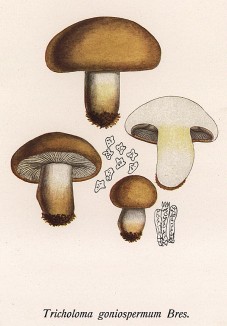 Леписта, или рядовка лиловоногая, Tricholoma goniospermum Bres. (лат.), вкусный съедобный гриб. Дж.Бресадола, Funghi mangerecci e velenosi, т.I, л.42. Тренто, 1933