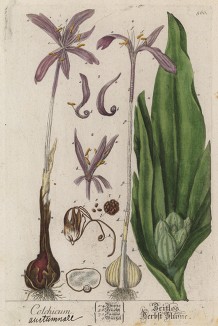 Растение безвременный цвет (лист 566 "Гербария" Элизабет Блеквелл, изданного в Нюрнберге в 1760 году)