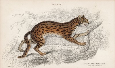 Кот дальневосточный (Felis Bengalensis (лат.)) (лист 20 тома III "Библиотеки натуралиста" Вильяма Жардина, изданного в Эдинбурге в 1834 году)