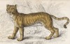 Тигролев — гибрид тигра-самца и львицы-самки (лист 7 тома III "Библиотеки натуралиста" Вильяма Жардина, изданного в Эдинбурге в 1834 году)