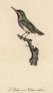 Обыкновенный тоди (Todus viridis (лат.)) (лист из альбома литографий "Галерея птиц... королевского сада", изданного в Париже в 1822 году)
