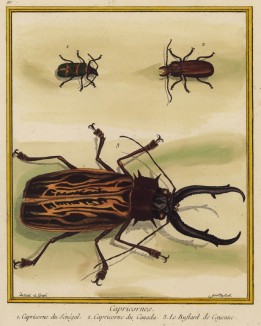 Африканские жуки-дровосеки, изображённые Франсуа Мартине в Table des Planches Enluminées d'Histoire Naturelle de M. D'Aubenton (фр.). Утрехт. 1783 год (лист 90)