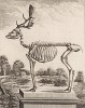 Скелет лося (лист XXXI иллюстраций к шестому тому знаменитой "Естественной истории" графа де Бюффона, изданному в Париже в 1756 году)
