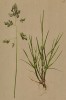 Мятлик из седьмой квартиры -- семьи Мятликовых (из Atlas der Alpenflora. Дрезден. 1897 год. Том I. Лист 27)