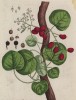 Индийское ягодное дерево Natsjatam (лист 389 "Гербария" Элизабет Блеквелл, изданного в Нюрнберге в 1757 году)