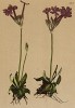 Первоцвет длинноцветковый (Primula longiflora (лат.)) (из Atlas der Alpenflora. Дрезден. 1897 год. Том IV. Лист 312)