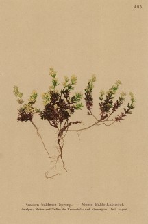 Подмаренник, запримеченный Антоном Хартингером в Монте-Бальдо (из Atlas der Alpenflora. Дрезден. 1897 год. Том V. Лист 405)