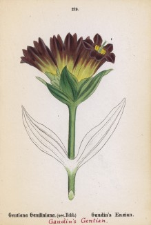 Горечавка Гауди (Gentiana Gaudiniana (лат.)) (лист 279 известной работы Йозефа Карла Вебера "Растения Альп", изданной в Мюнхене в 1872 году)