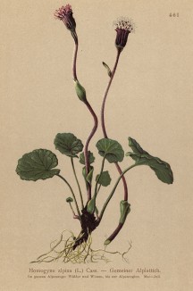 Подбельник альпийский (Homogyne alpina (лат.)) (из Atlas der Alpenflora. Дрезден. 1897 год. Том V. Лист 461)