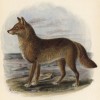 Дикая собака динго (лист XXXVII иллюстраций к известной работе Джорджа Миварта "Семейство волчьих". Лондон. 1890 год)