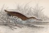 Водяной пастушок (Rallus aquaticus (лат.)) (лист 28 тома XXVI "Библиотеки натуралиста" Вильяма Жардина, изданного в Эдинбурге в 1842 году)
