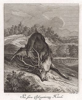 Умирающий олень. Гравюра Иоганна Элиаса Ридингера из Entwurff Einiger Thiere ..., Аугсбург, 1738. 