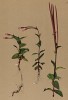 Кипрей мокричниколистный (Epilobium alsinifolium Vill. (лат.)) (из Atlas der Alpenflora. Дрезден. 1897 год. Том III. Лист 279)