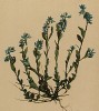 Истод мелкоплодный (Polygala microcarpa (лат.)) (из Atlas der Alpenflora. Дрезден. 1897 год. Том III. Лист 263)