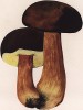 Боровик бронзовый, он же белый гриб тёмно-бронзовый, медный и грабовый, Boletus aereus Bull. (лат.). Дж.Бресадола, Funghi mangerecci e velenosi, т.II, л.171. Тренто, 1933