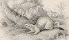 Зимняя охота горностаев (Mustela Erminea (лат.)) (лист 12 тома VII "Библиотеки натуралиста" Вильяма Жардина, изданного в Эдинбурге в 1838 году)