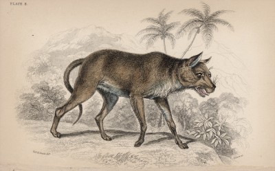 Цейлонская дикая собака (Chryseus Ceylonicus (лат.)) (лист 8 тома IV "Библиотеки натуралиста" Вильяма Жардина, изданного в Эдинбурге в 1839 году)