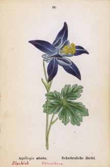 Аквилегия тёмная (Aquilegia atrata (лат.)) (лист 28 известной работы Йозефа Карла Вебера "Растения Альп", изданной в Мюнхене в 1872 году)