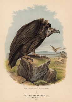 Чёрный гриф в 1/5 натуральной величины (лист XLVIII красивой работы Оскара фон Ризенталя "Хищные птицы Германии...", изданной в Касселе в 1894 году)