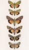 Бабочки рода Triphaena: Orbona (1), Subsequa (2), Pronuba (3), Fimbria (4), Janthina (5) и Linogrisea (6) (лат.) (лист 70)