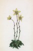 Камнеломка моховидная (Saxifraga bryoides (лат.)) (лист 172 известной работы Йозефа Карла Вебера "Растения Альп", изданной в Мюнхене в 1872 году)