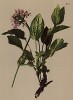 Валериана горная (Valeriana montana (лат.)) (из Atlas der Alpenflora. Дрезден. 1897 год. Том V. Лист 416)