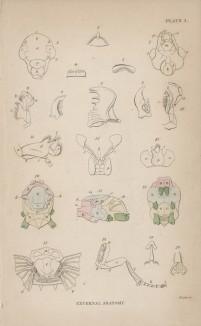 Анатомия насекомых (External Anatomy (англ.)) (лист 1 XXXIV тома "Библиотеки натуралиста" Вильяма Жардина, изданного в Эдинбурге в 1843 году)
