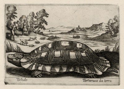 Сухопутная черепаха (лист из альбома Nova raccolta de li animali piu curiosi del mondo disegnati et intagliati da Antonio Tempesta... Рим. 1651 год)