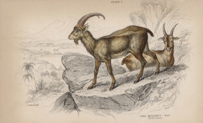 Безоаровый козёл (Capra aegagrus (лат.)) с козою (лист 5 тома X "Библиотеки натуралиста" Вильяма Жардина, изданного в Эдинбурге в 1843 году)
