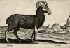Горный козёл на равнине (лист из альбома Nova raccolta de li animali piu curiosi del mondo disegnati et intagliati da Antonio Tempesta... Рим. 1651 год)