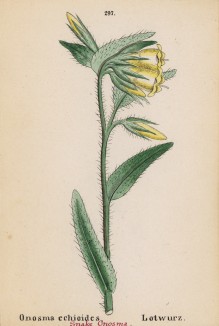 Бараний язык из семейства бурачниковых (Onosma echioides (лат.)) (лист 297 известной работы Йозефа Карла Вебера "Растения Альп", изданной в Мюнхене в 1872 году)
