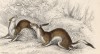Летние игры горностаев (Mustela Erminea (лат.)) (лист 11 тома VII "Библиотеки натуралиста" Вильяма Жардина, изданного в Эдинбурге в 1838 году)