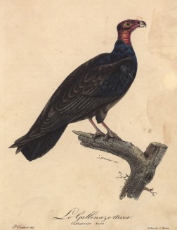 Гриф-индейка (Cathartes aura (лат.)) (лист из альбома литографий "Галерея птиц... королевского сада", изданного в Париже в 1822 году)