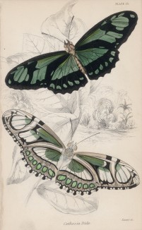 Бабочка Cethosia Dido (лат.) (лист 13 XXXVI тома "Библиотеки натуралиста" Вильяма Жардина, изданного в Эдинбурге в 1837 году)